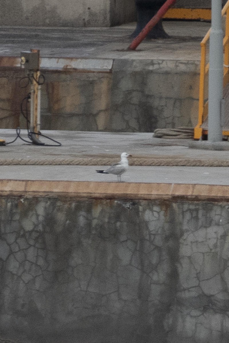 Audouin's Gull - ML637536639