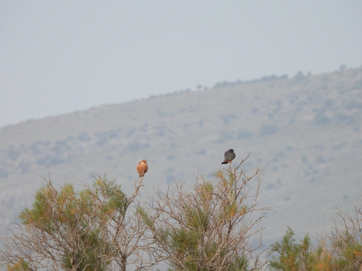 Red-footed Falcon - ML637536669