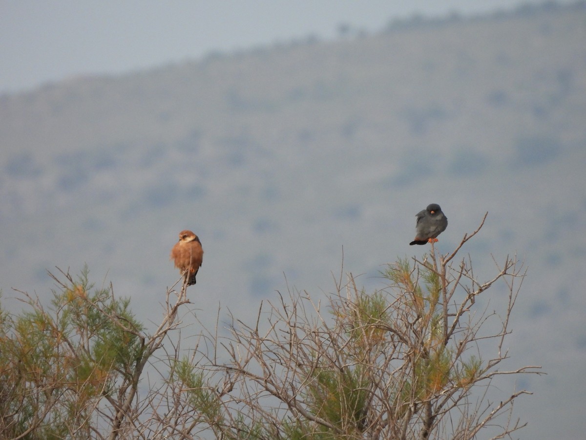 Red-footed Falcon - ML637536672
