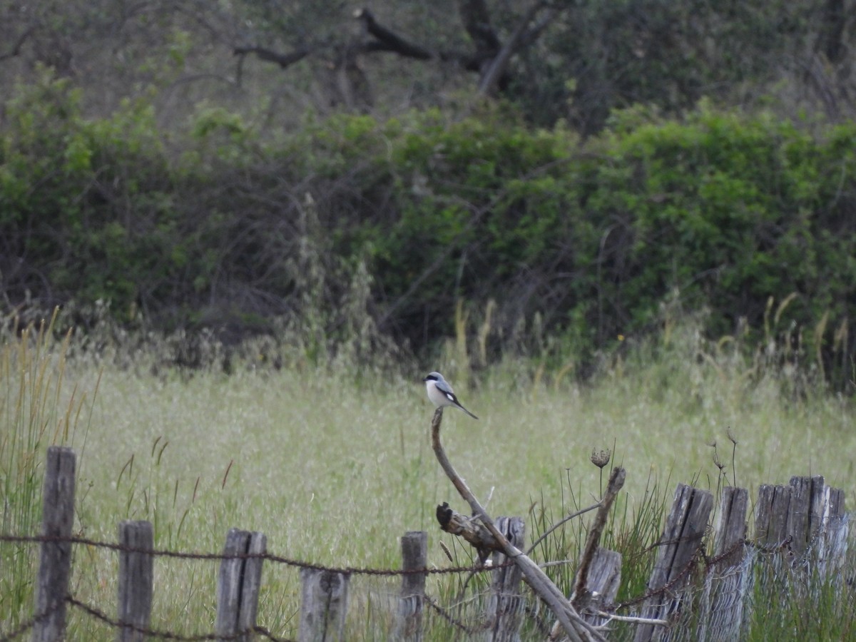 Lesser Gray Shrike - ML637536720