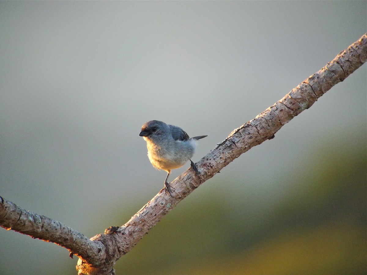 Plain-colored Tanager - ML637536737