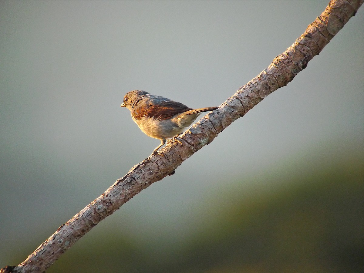 Plain-colored Tanager - ML637536738