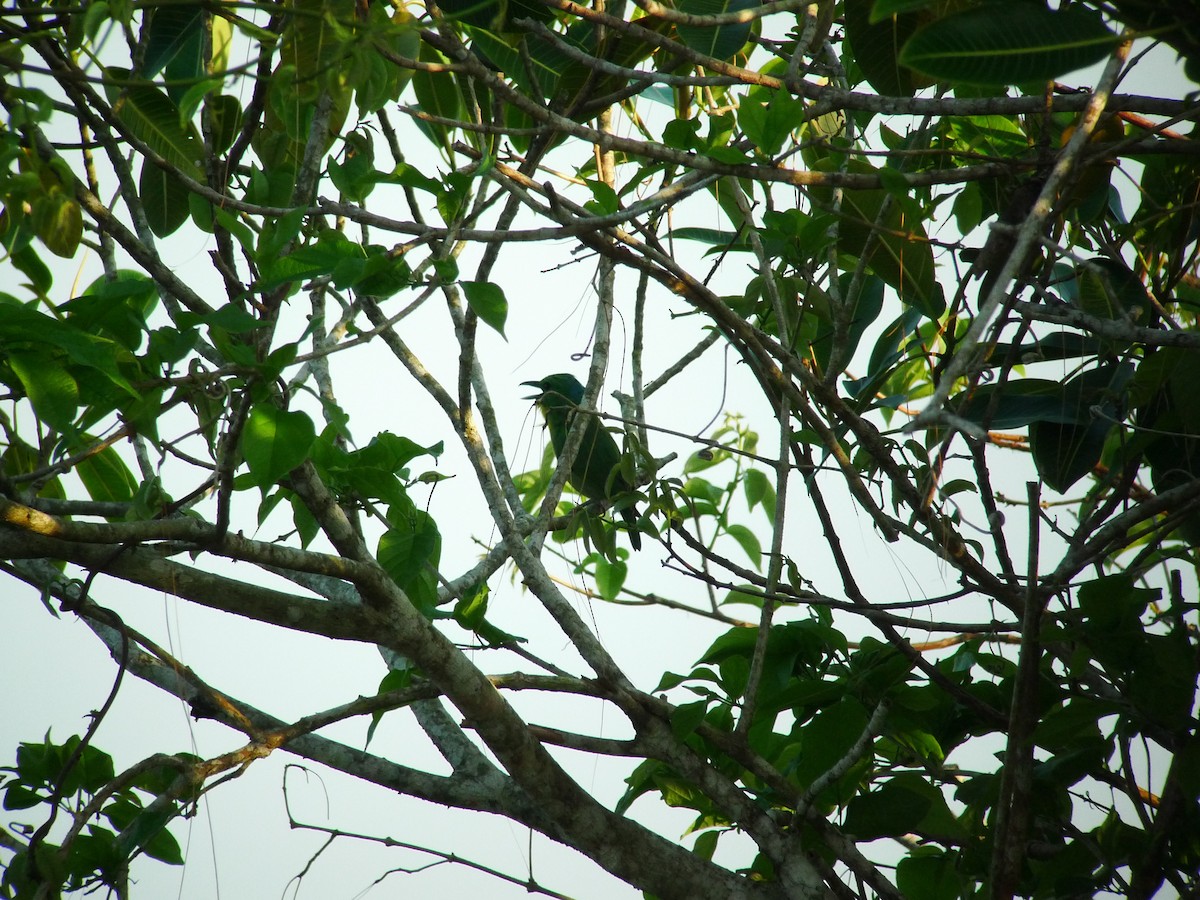 Green Shrike-Vireo - ML637536744