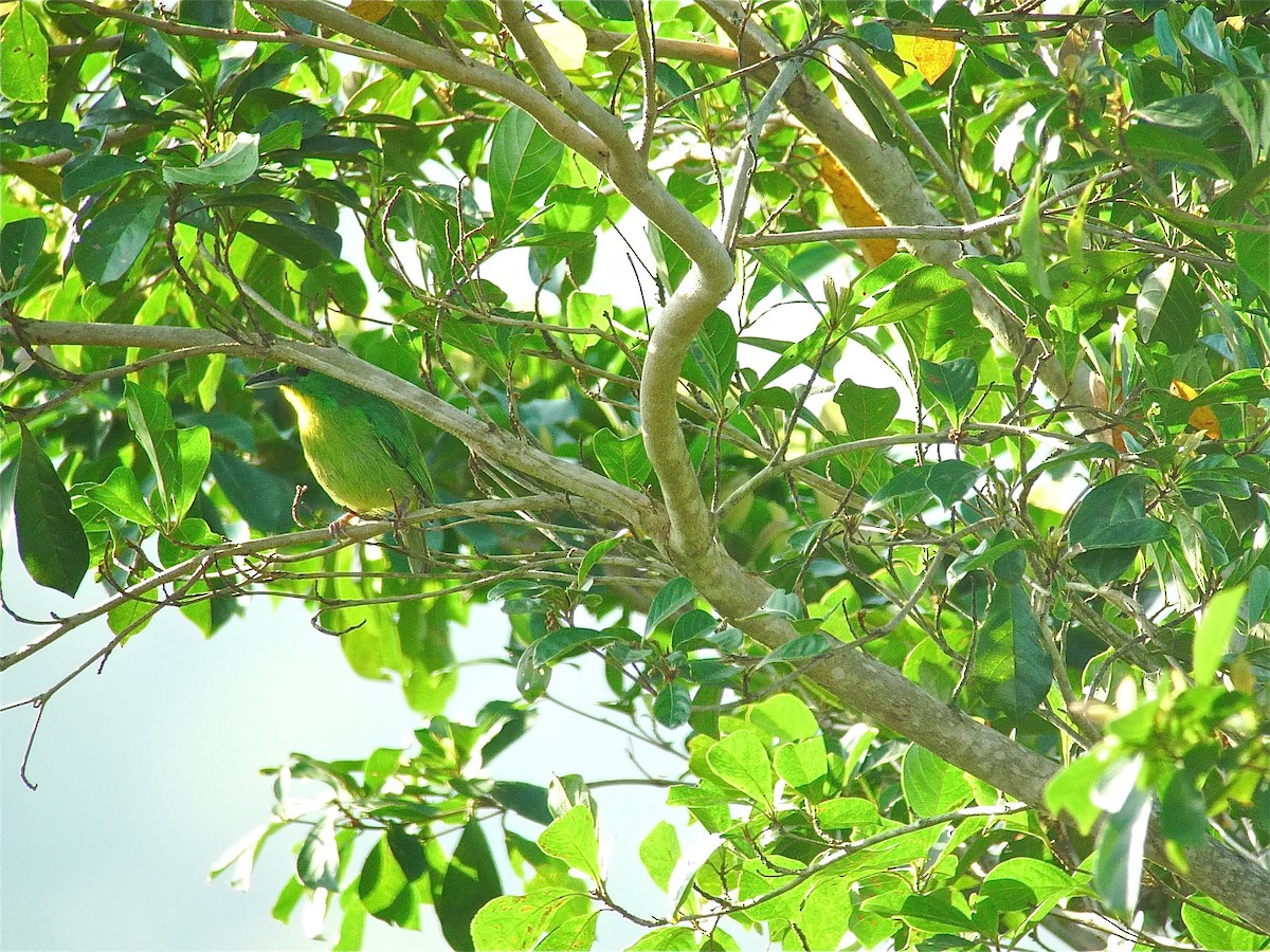 Green Shrike-Vireo - ML637536745