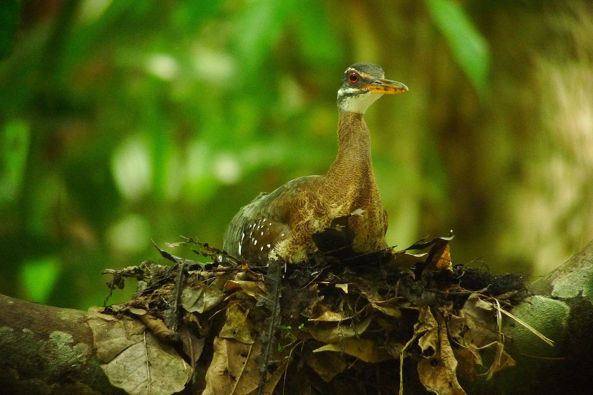 Sunbittern - ML637536769