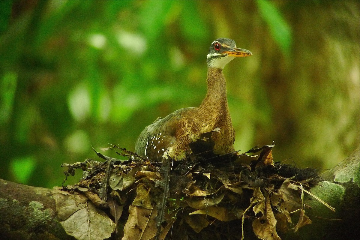 Sunbittern - ML637536772