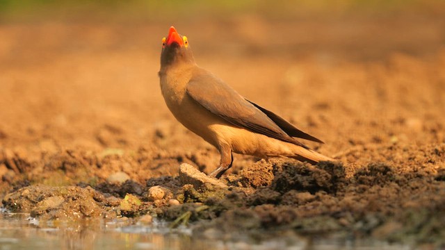 アカハシウシツツキ - ML637536833