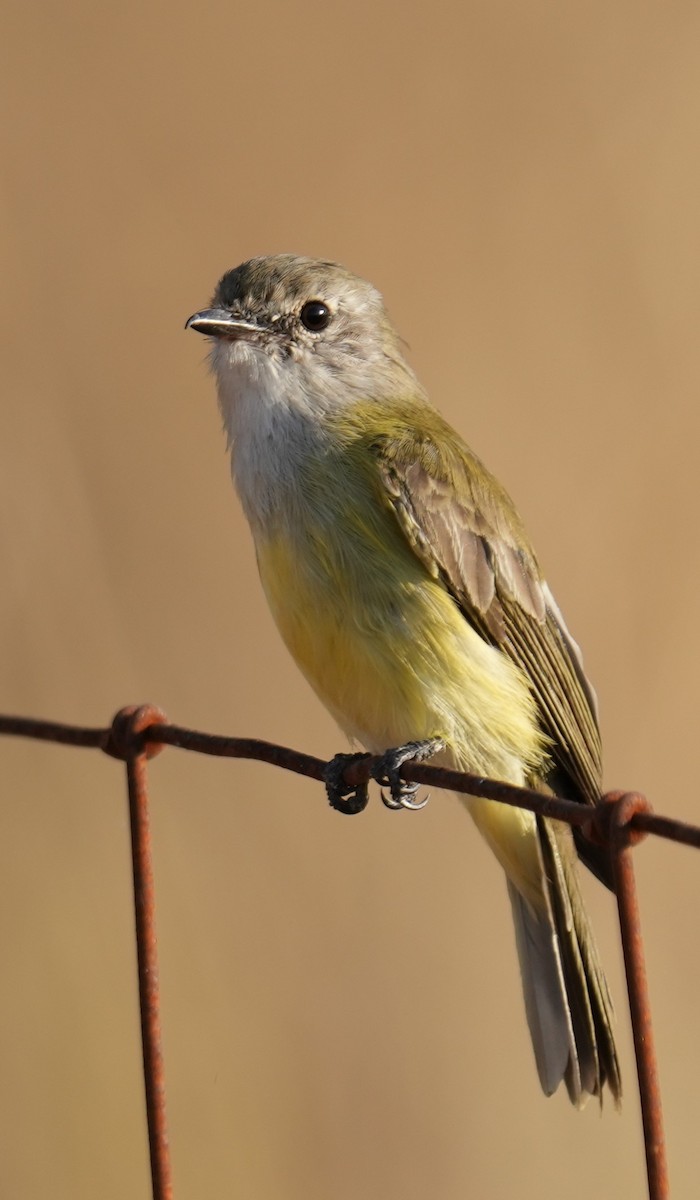 Lemon-bellied Flyrobin - ML637536844