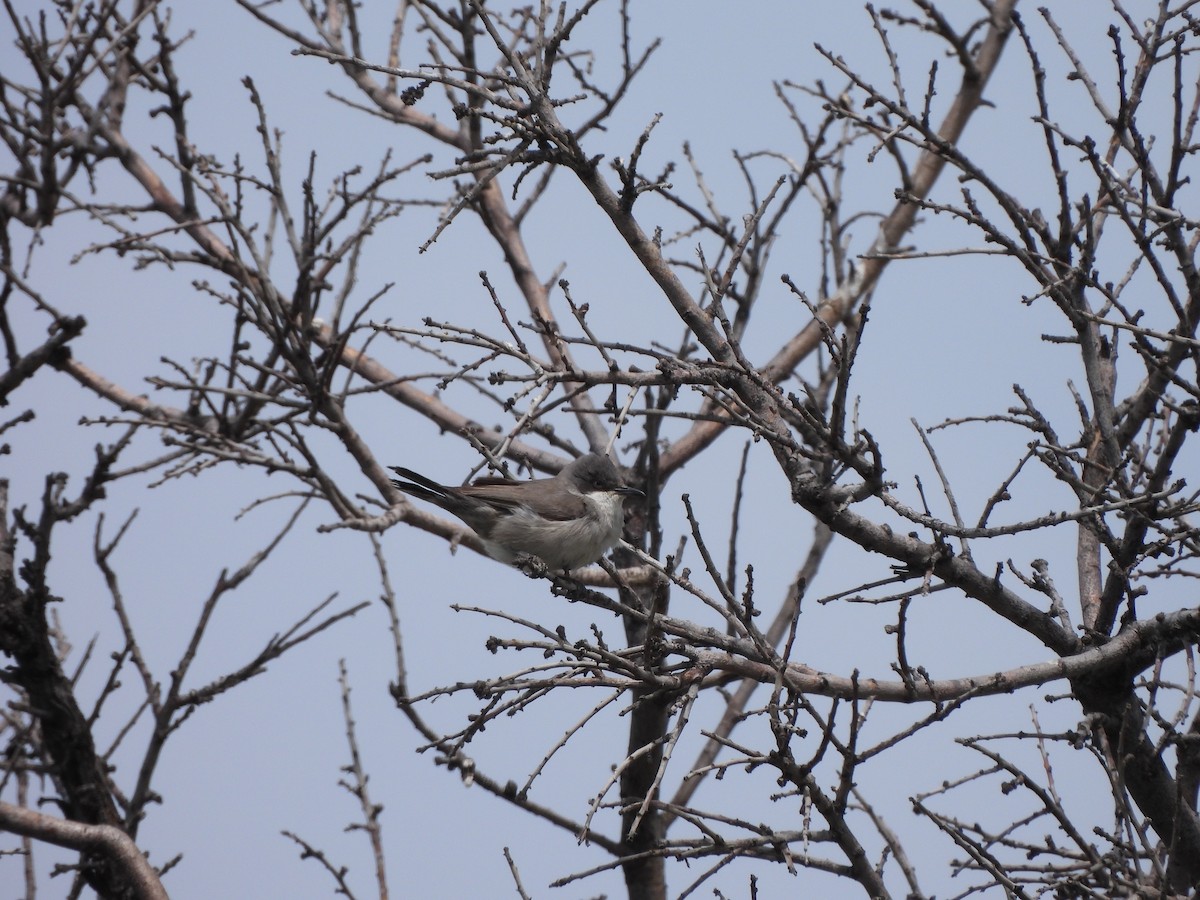 Eastern Orphean Warbler - ML637536858
