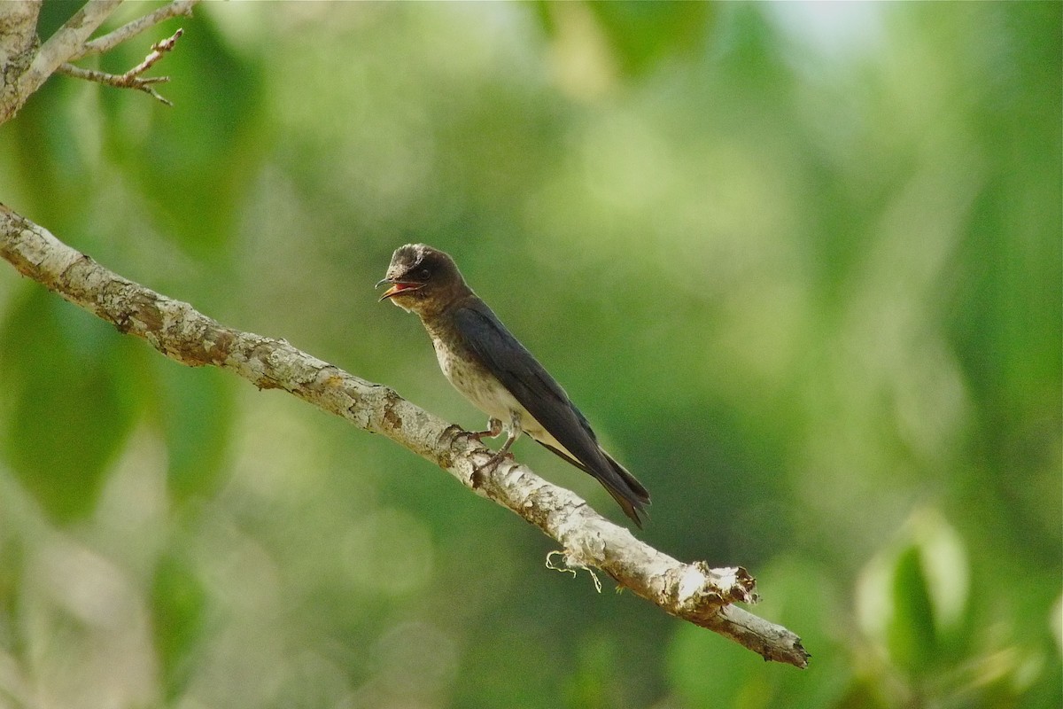 Gray-breasted Martin - ML637536863
