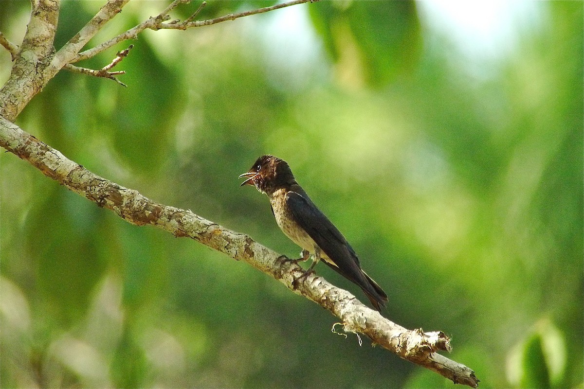 Gray-breasted Martin - ML637536869