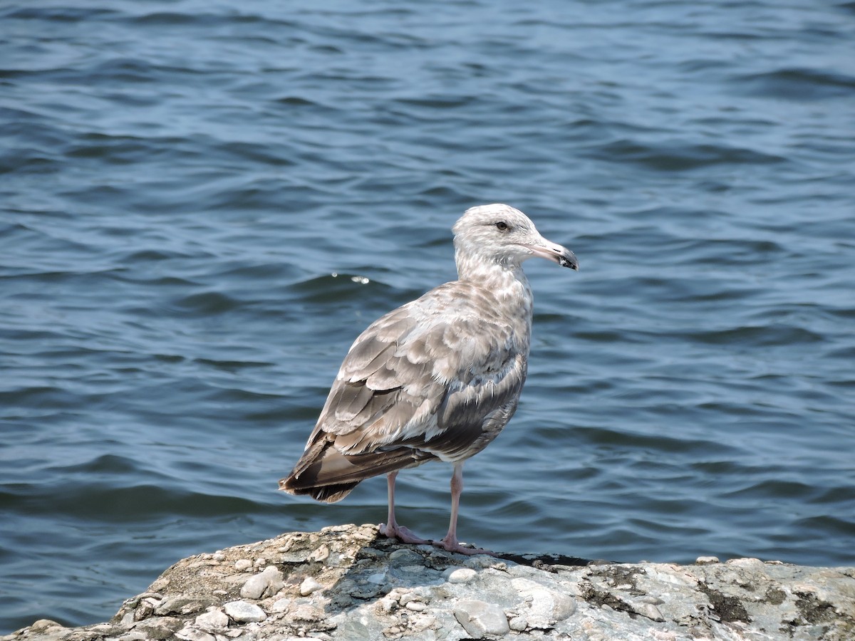 American Herring Gull - ML637536899