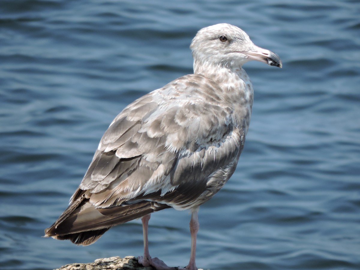 American Herring Gull - ML637536902