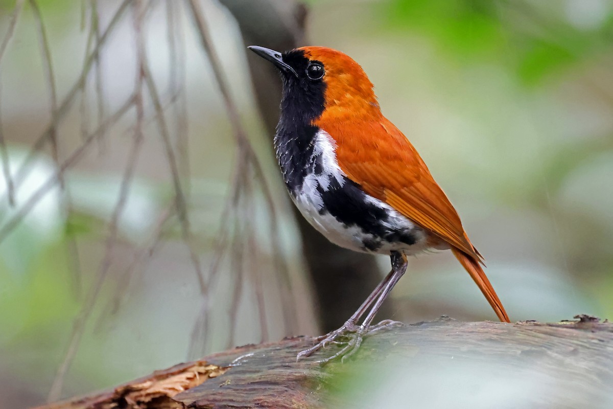 Ryukyu Robin - ML637536917