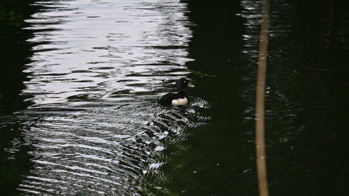 Tufted Duck - ML637536933