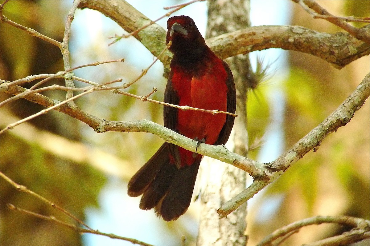 Crimson-backed Tanager - ML637536957