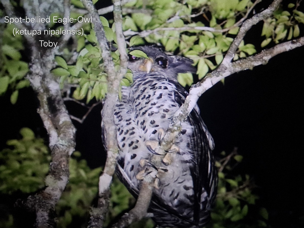 Spot-bellied Eagle-Owl - ML637536962