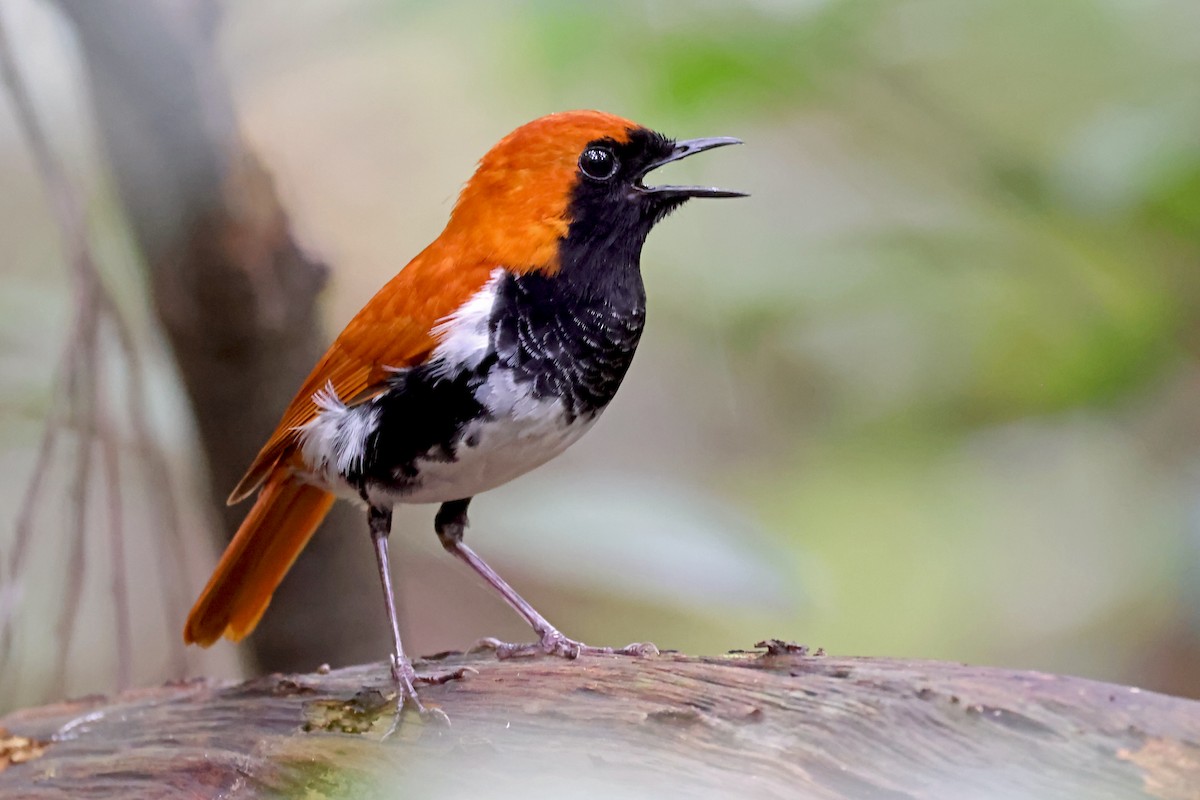 Ryukyu Robin - ML637536967