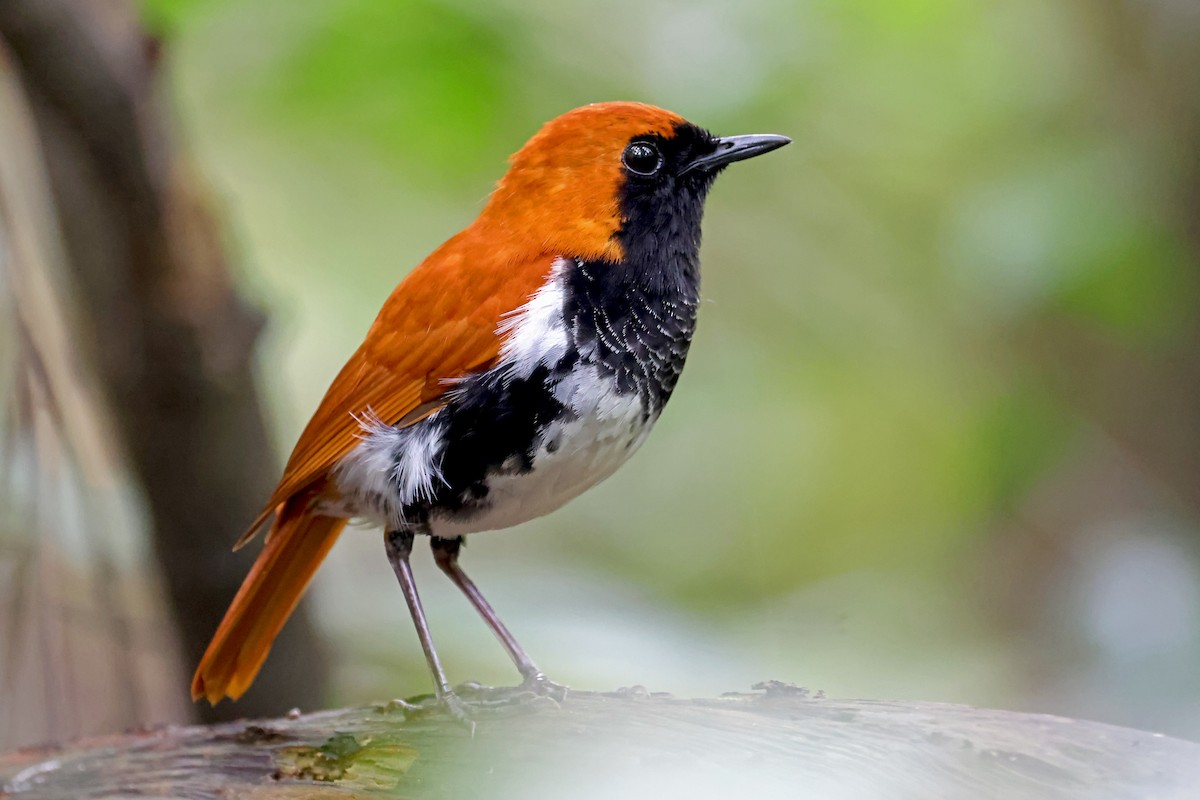 Ryukyu Robin - ML637536977