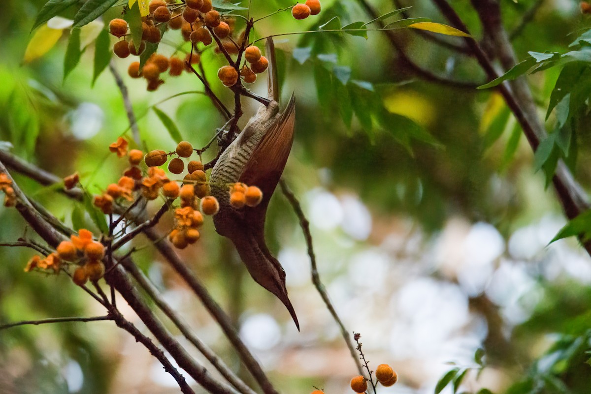 Magnificent Riflebird - ML637536986