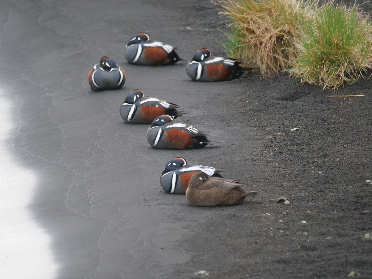Harlequin Duck - ML637537054