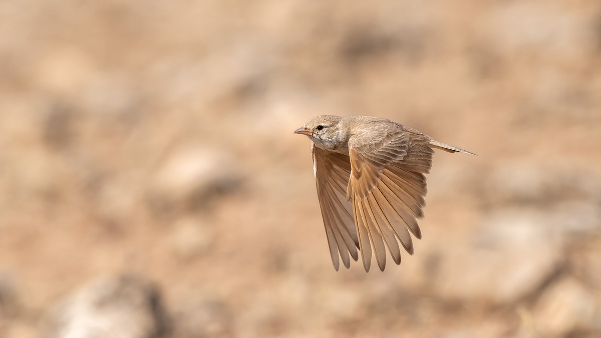 Bar-tailed Lark - ML637537062