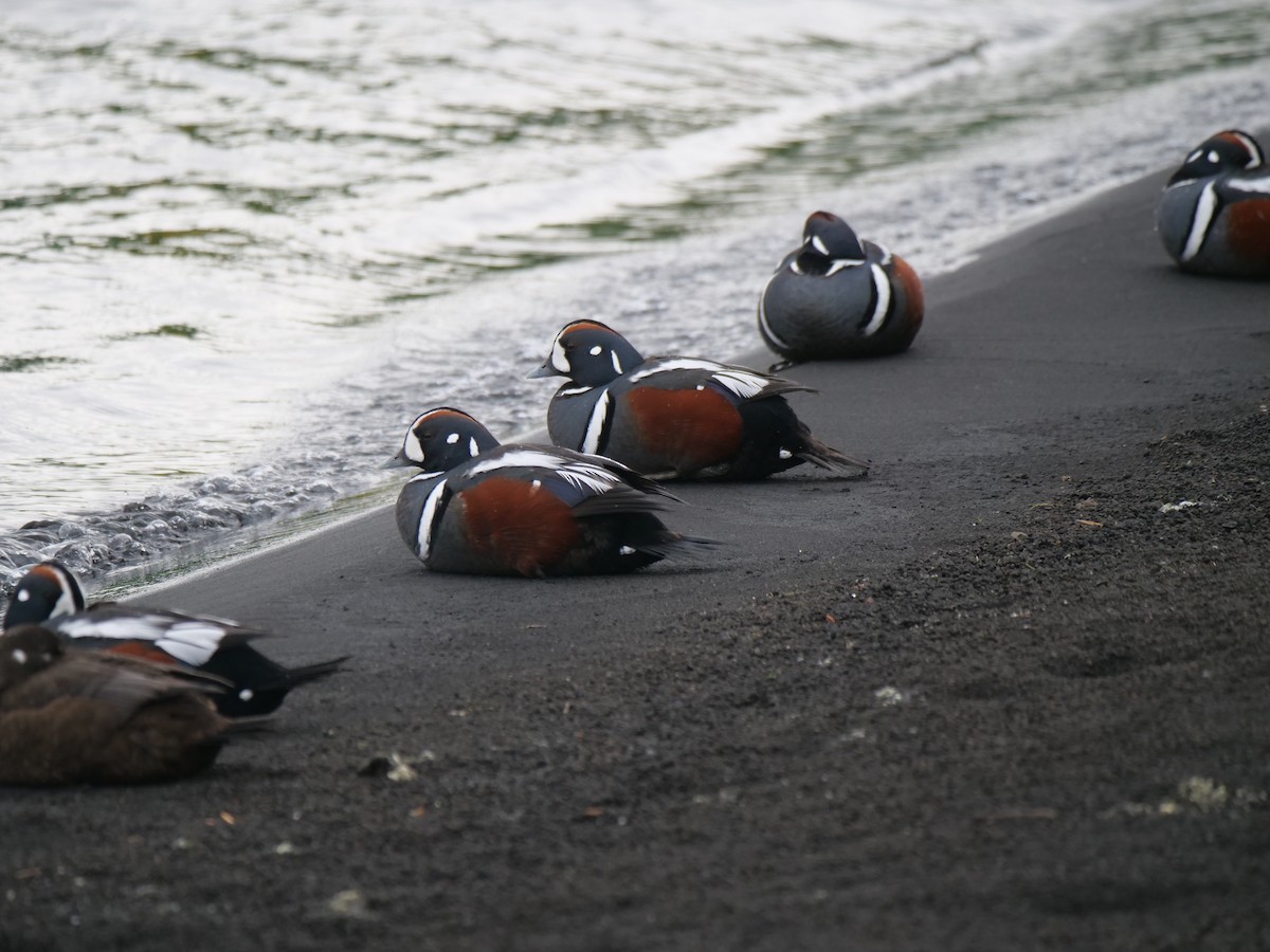 Harlequin Duck - ML637537063