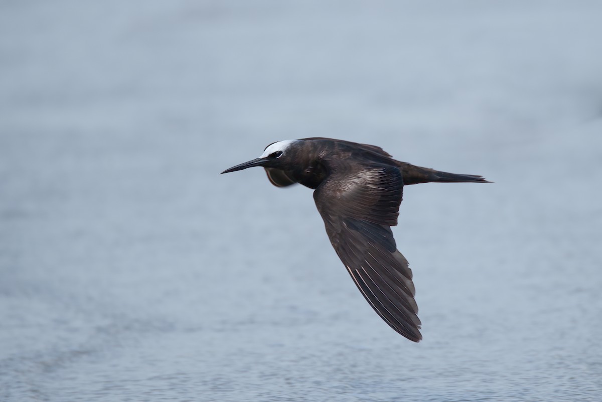 Black Noddy - ML637537067