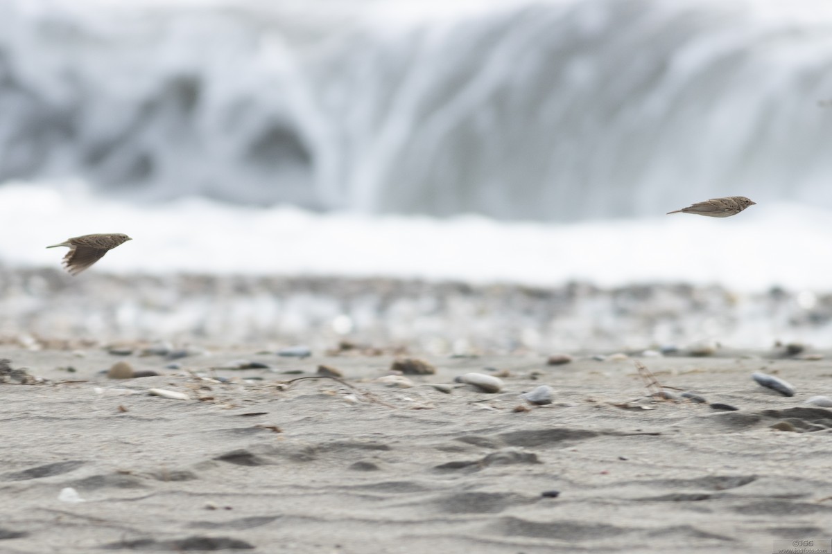 Mediterranean Short-toed Lark - ML637537075