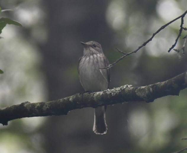 Spotted Flycatcher - ML637537083
