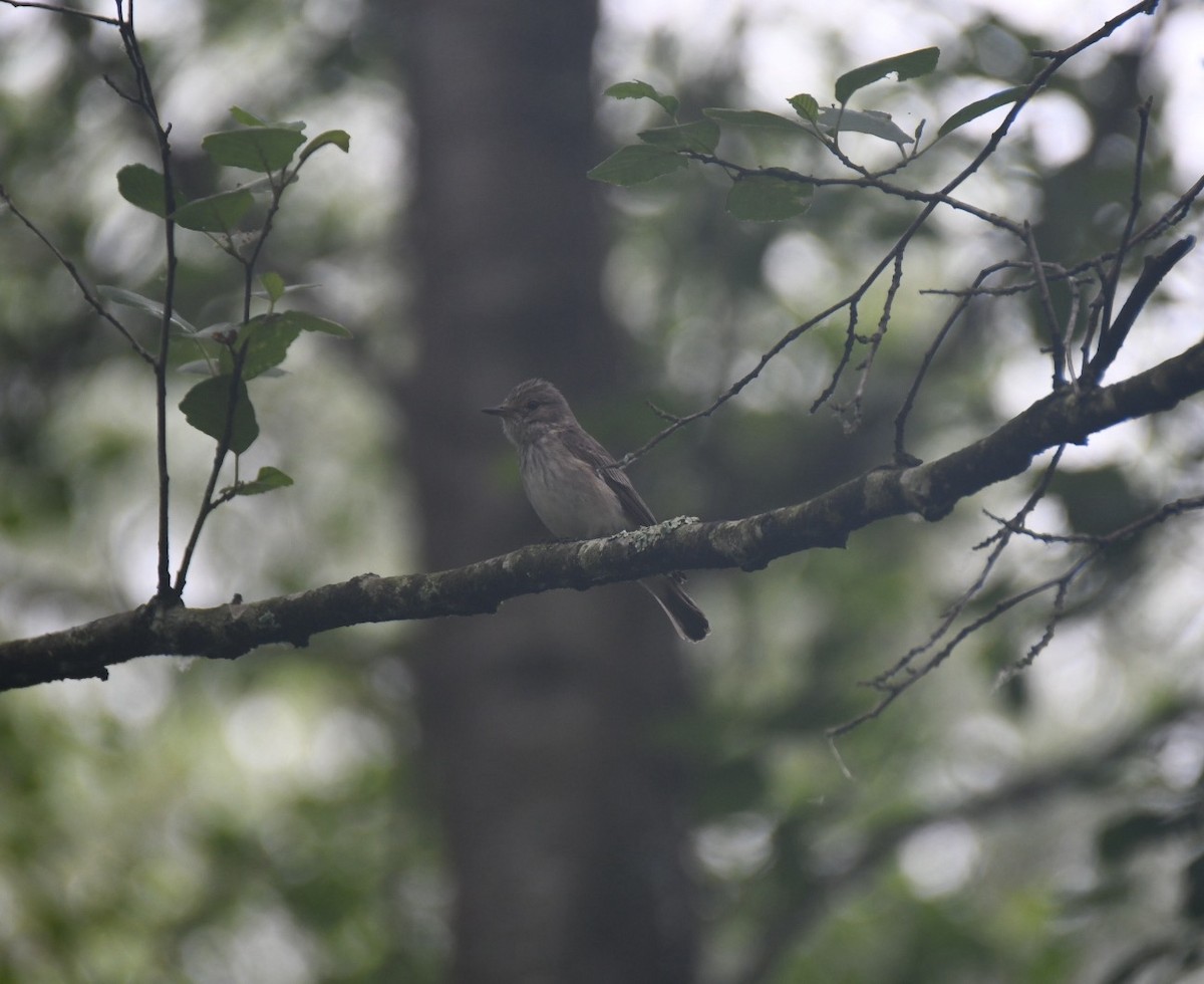 Spotted Flycatcher - ML637537084