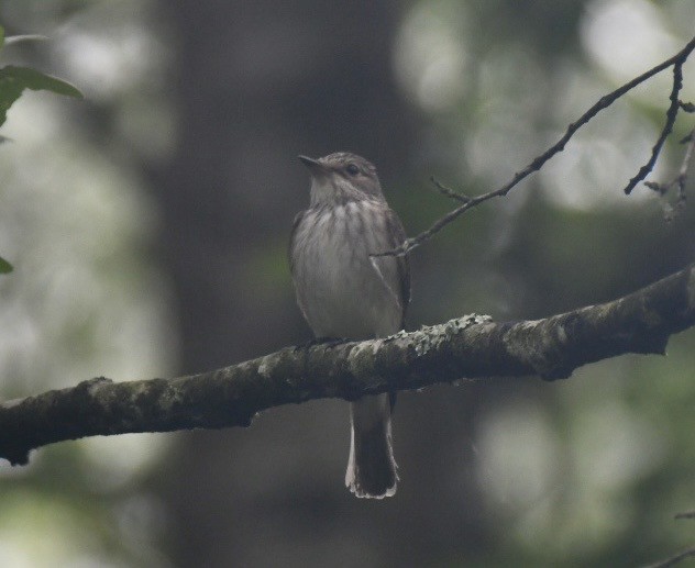 Spotted Flycatcher - ML637537085
