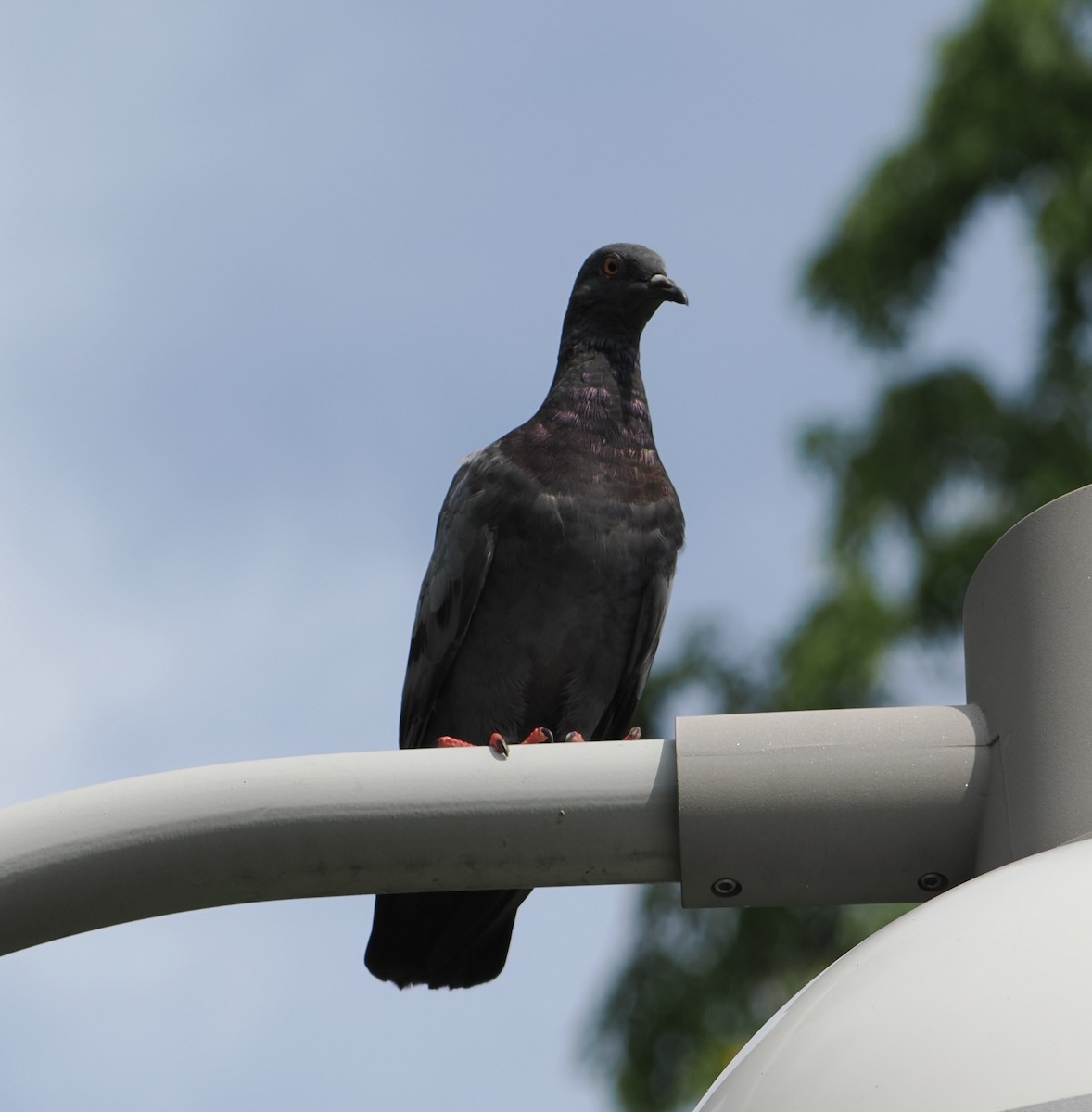 Rock Pigeon (Feral Pigeon) - ML637537161