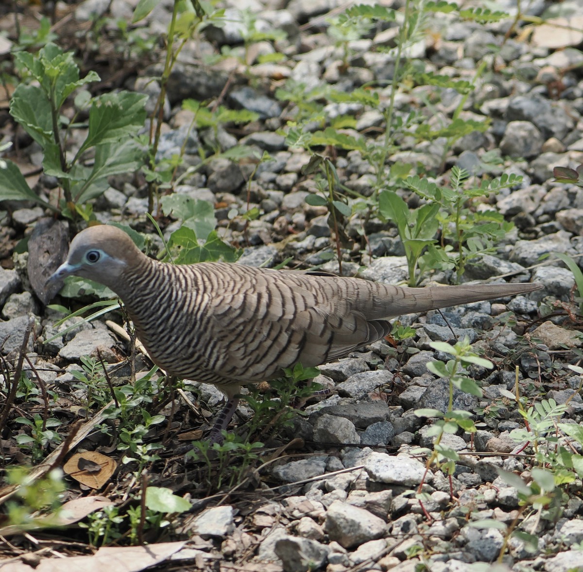 Zebra Dove - ML637537179