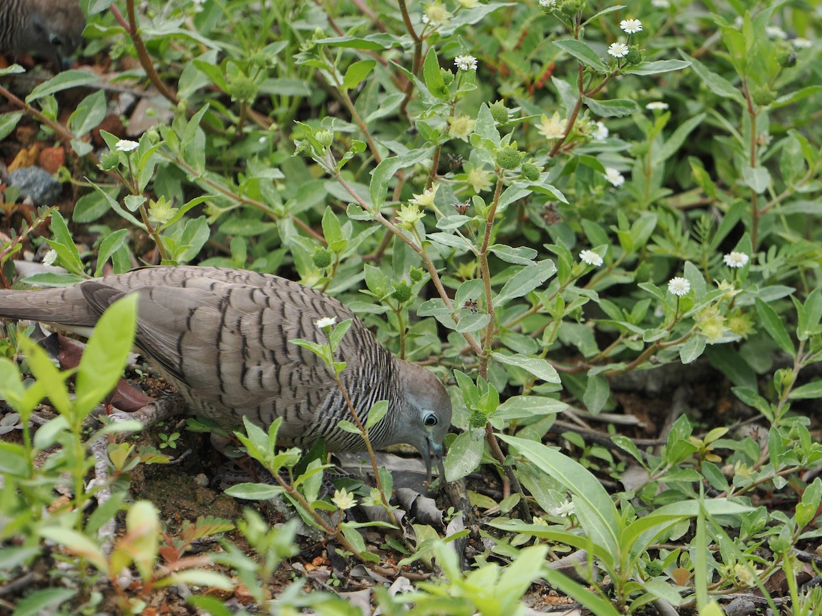 Zebra Dove - ML637537181