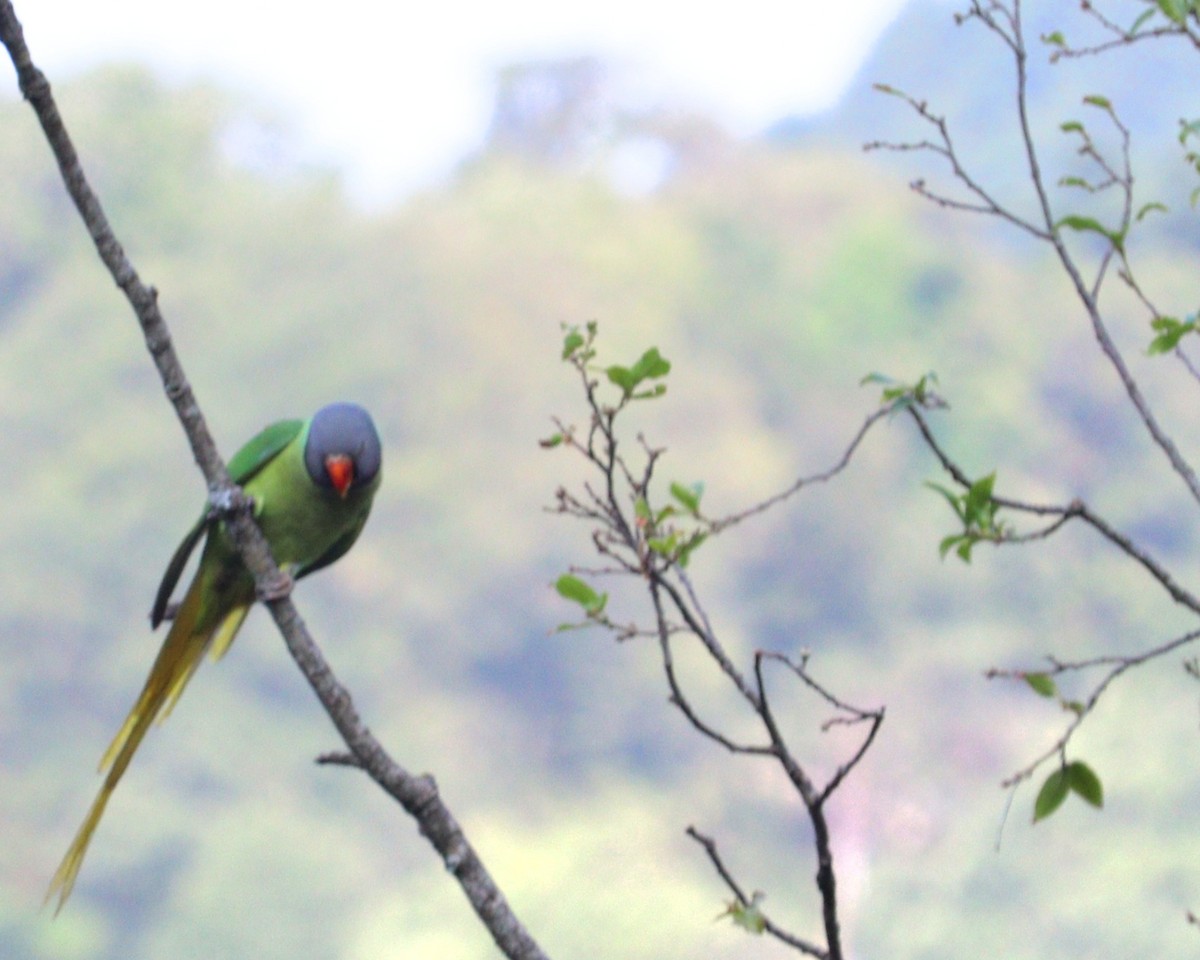 Slaty-headed Parakeet - ML637537194