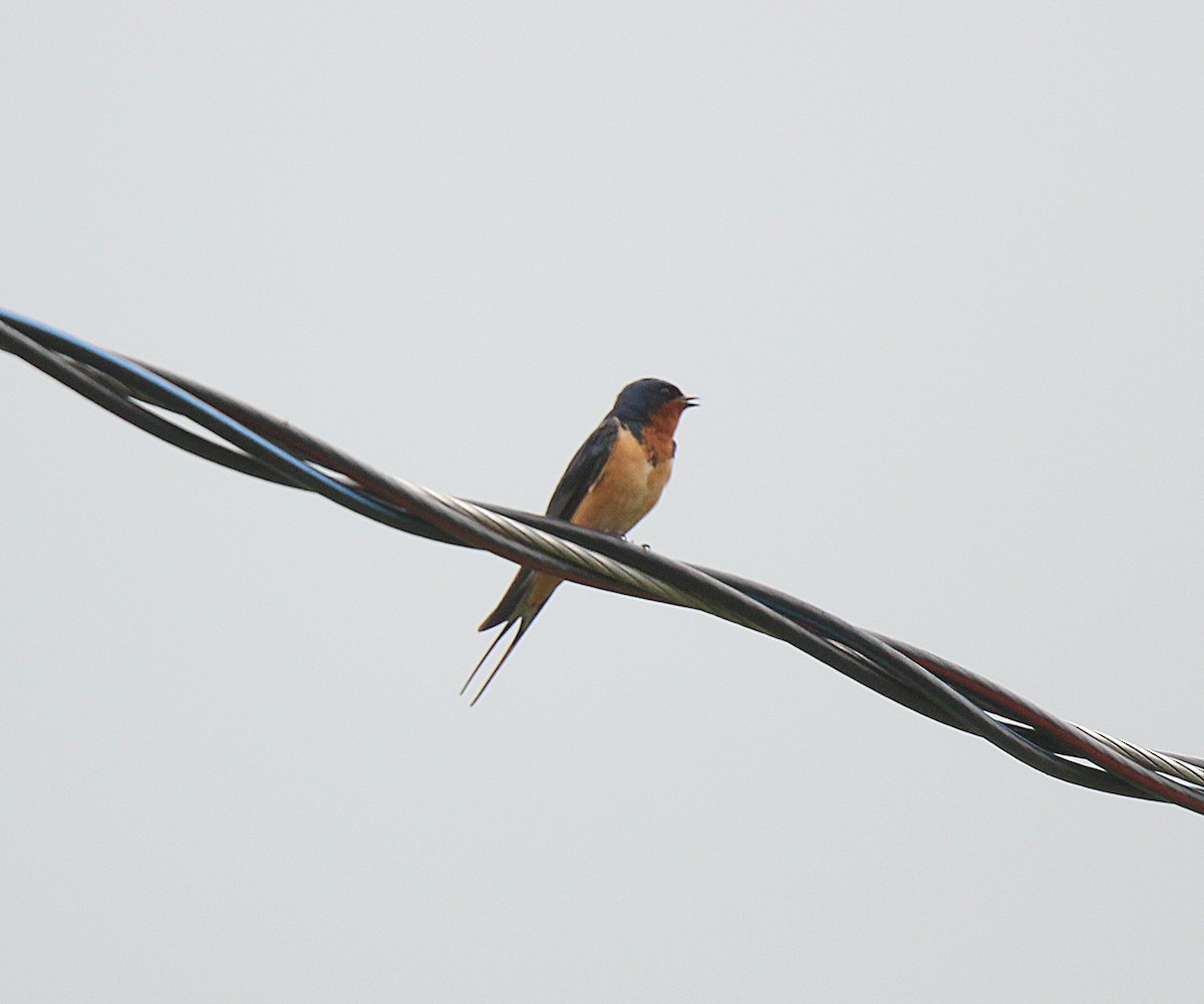 Асрын хараацай - ML637537228