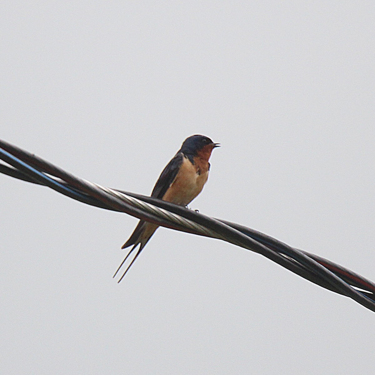 Асрын хараацай - ML637537229