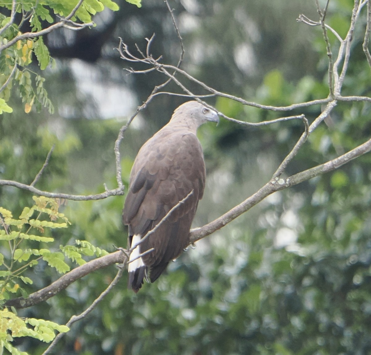 Gray-headed Fish-Eagle - ML637537244