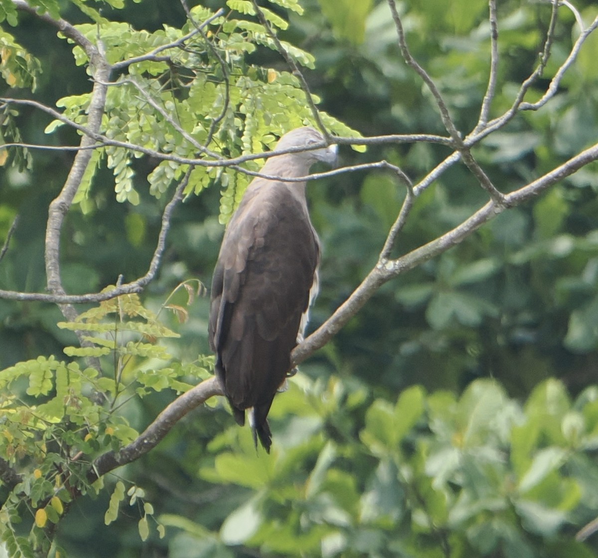 Gray-headed Fish-Eagle - ML637537245