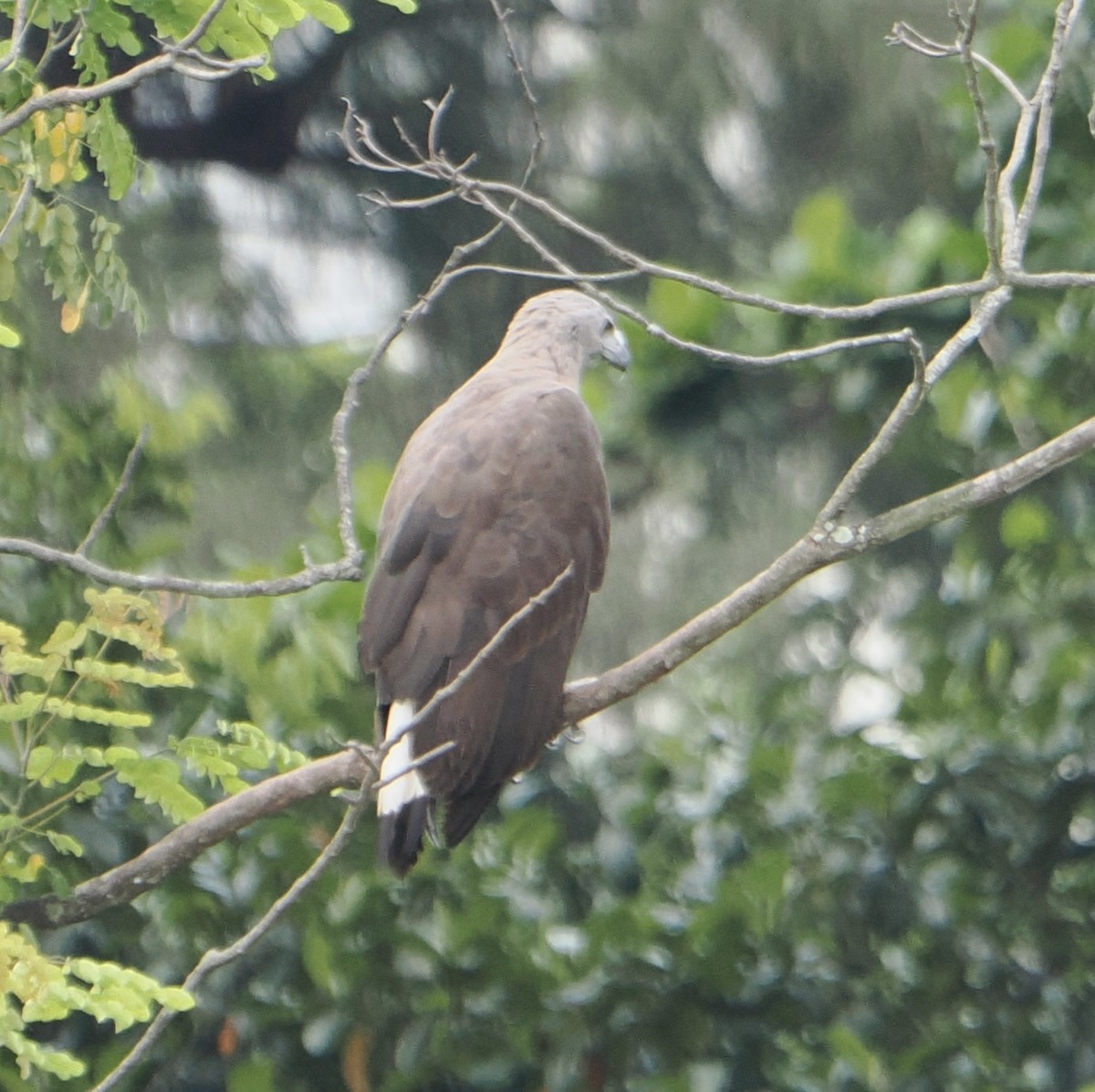 Gray-headed Fish-Eagle - ML637537246