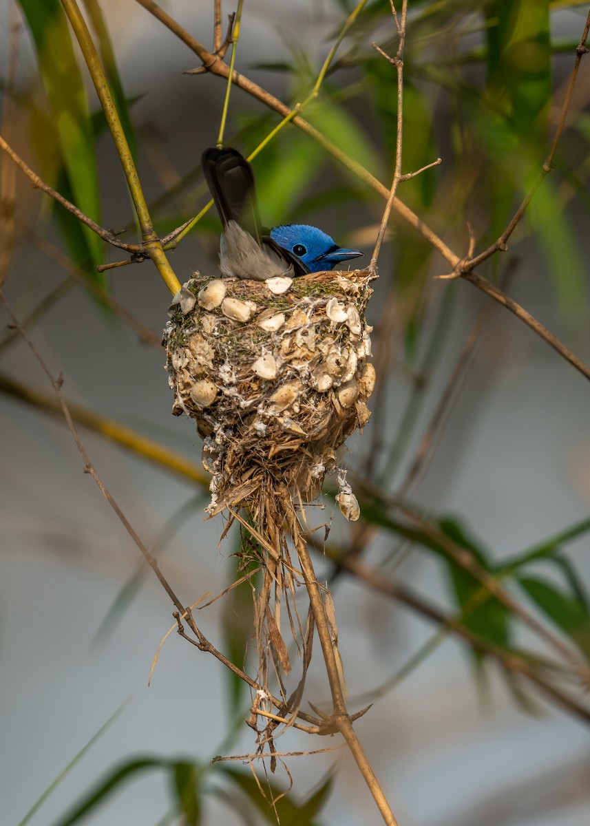 Black-naped Monarch - ML637537286
