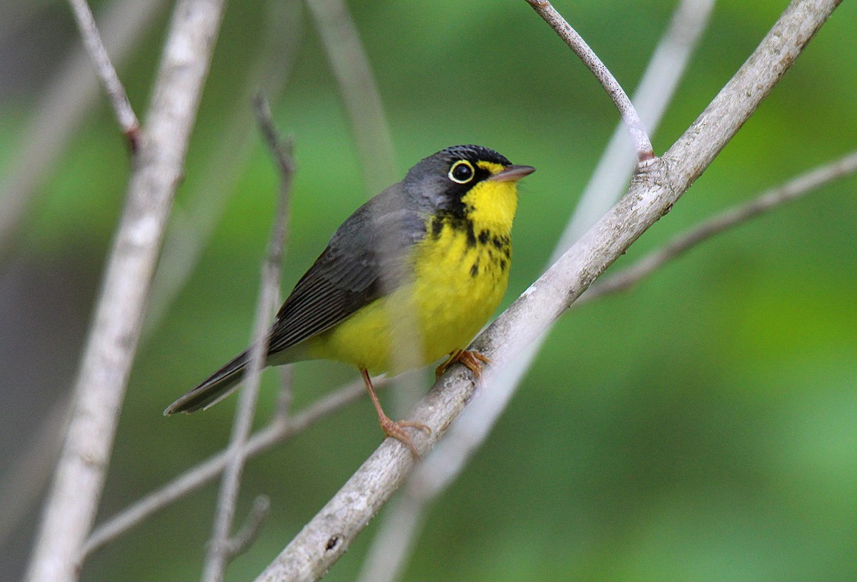 Canada Warbler - ML637537287