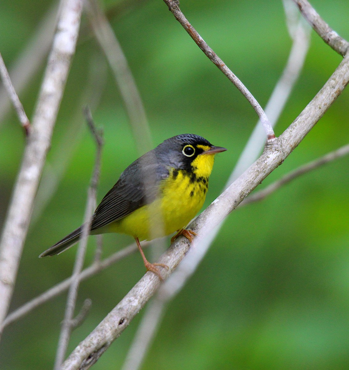 Canada Warbler - ML637537288