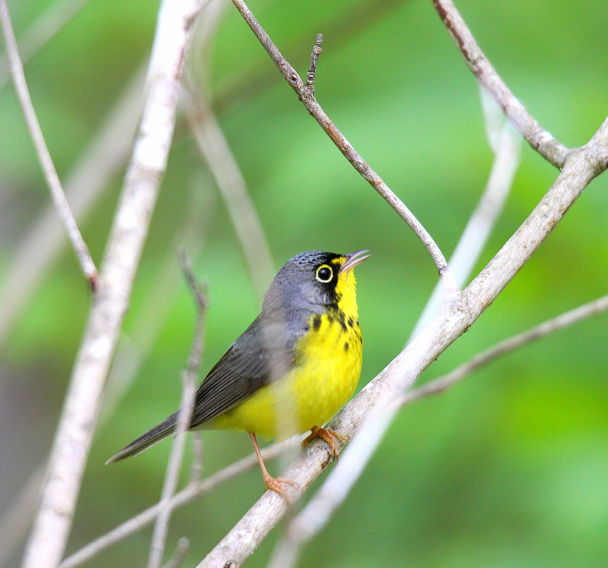 Canada Warbler - ML637537289