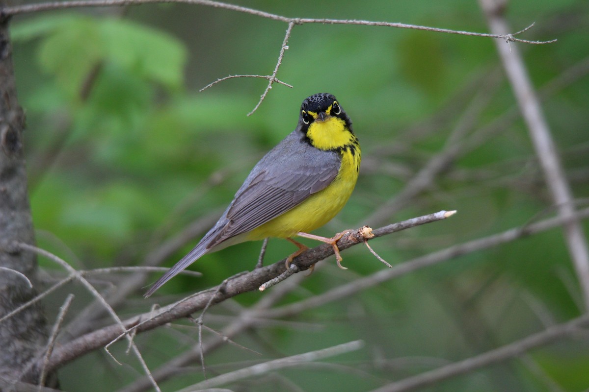 Canada Warbler - ML637537290