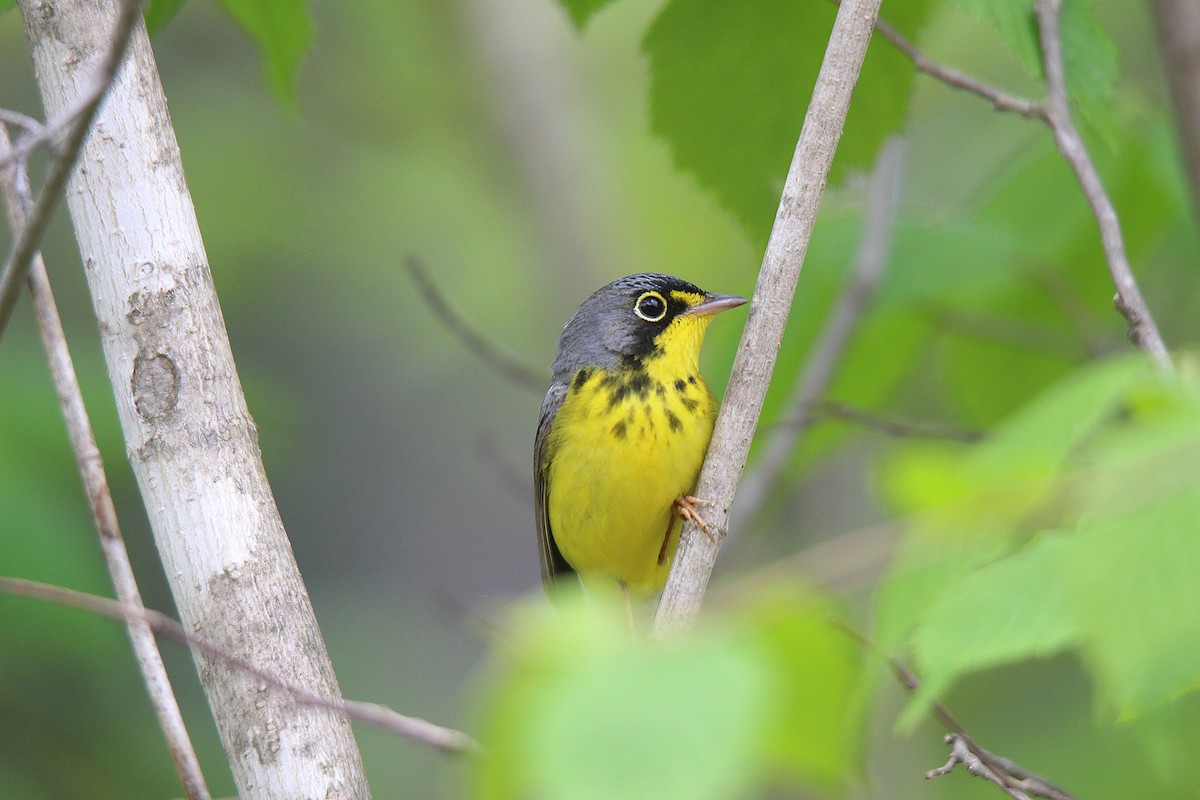 Canada Warbler - ML637537291
