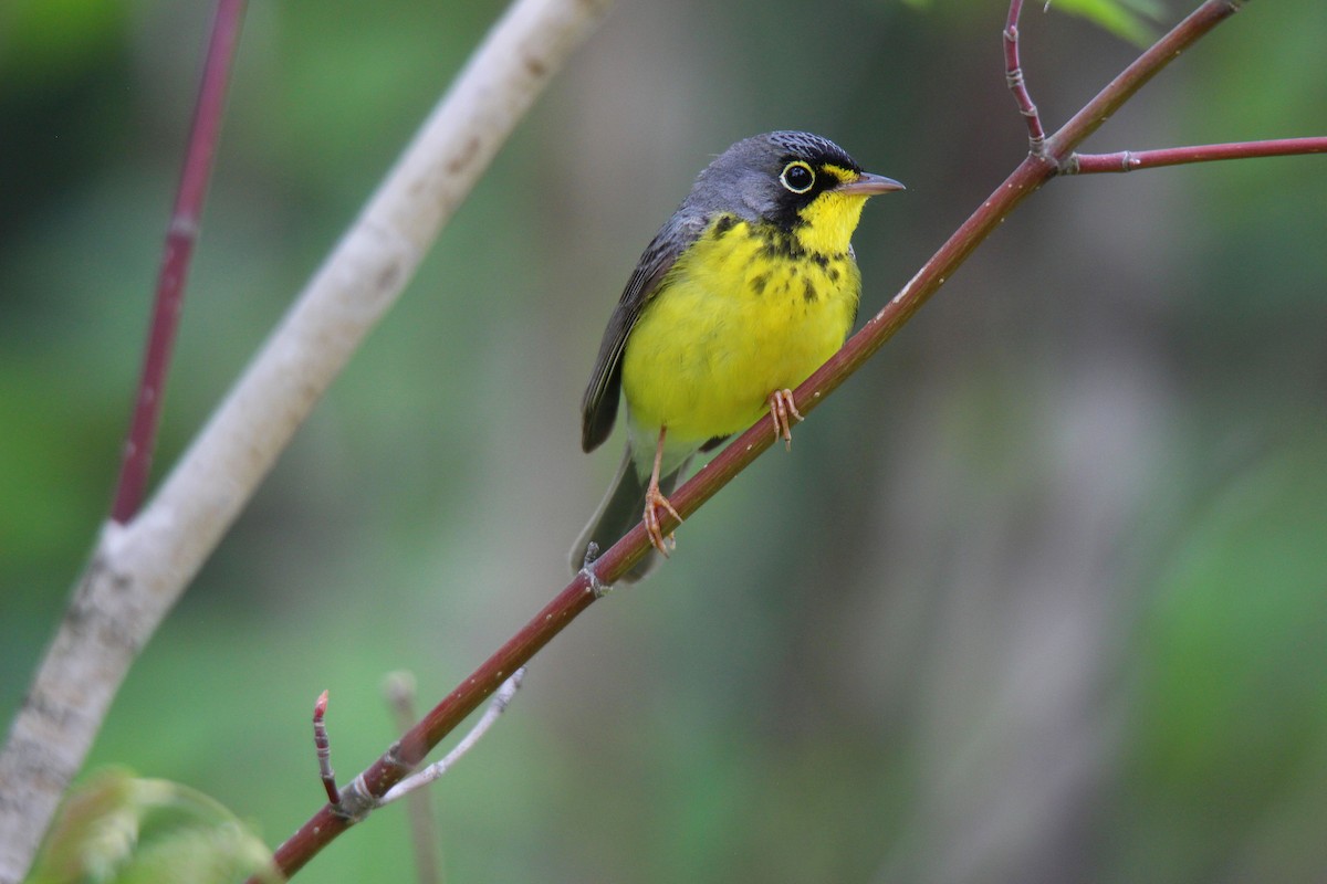 Canada Warbler - ML637537292