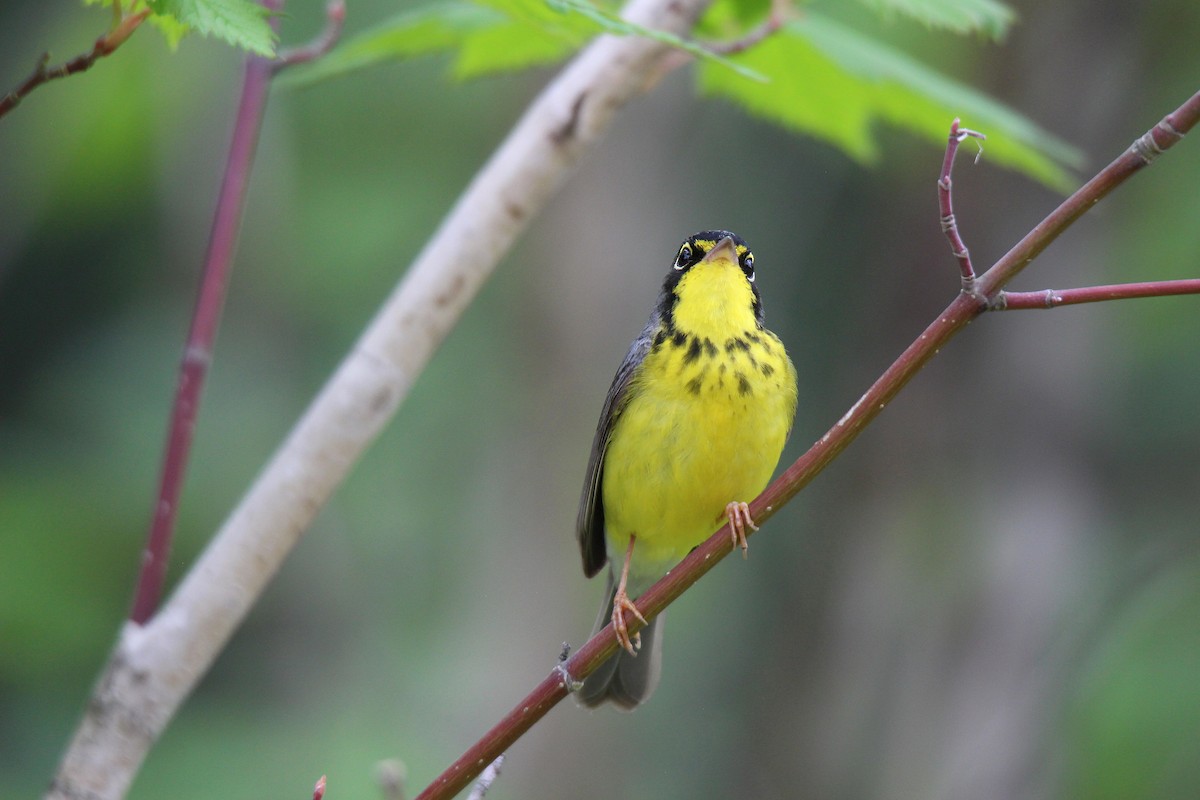 Canada Warbler - ML637537293