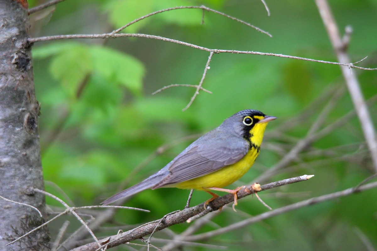 Canada Warbler - ML637537294